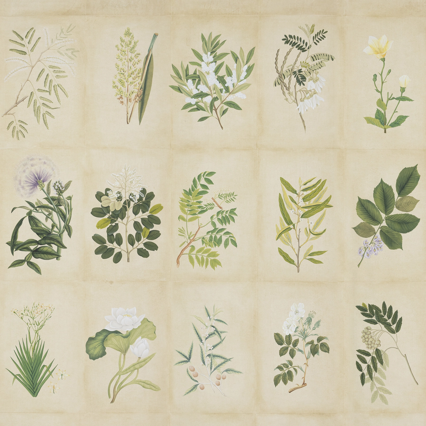 Botanical Studies